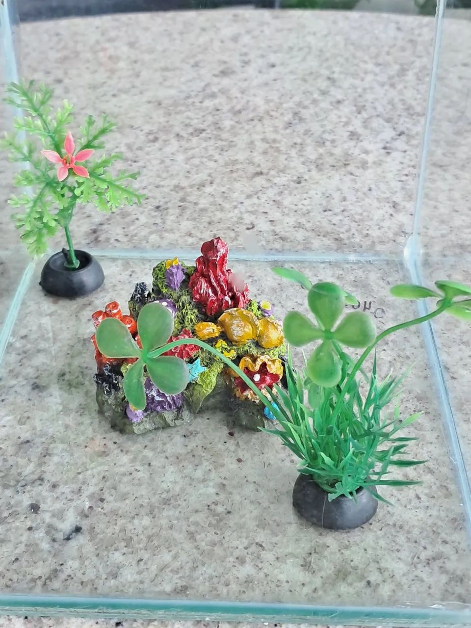 Aquário de vidro com decoração