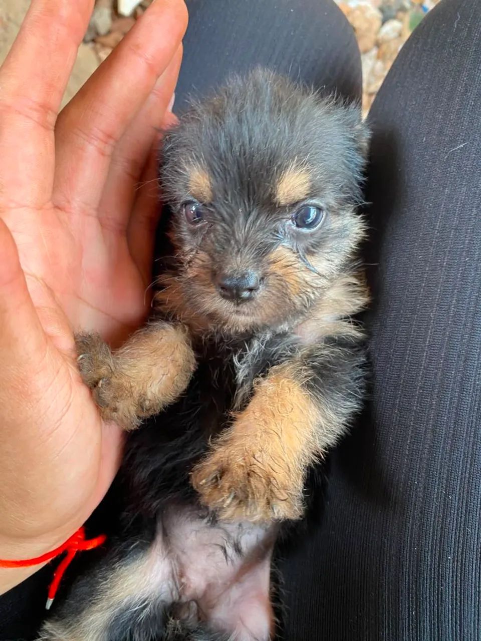 Doa-se filhotes de cachorro  - Foto 5