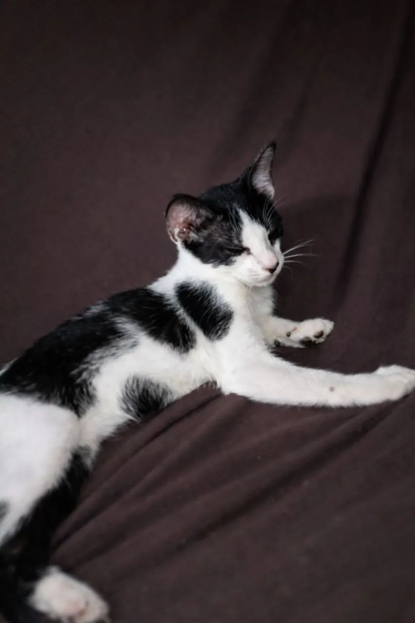 Doação desse gatinho..  - Foto 3