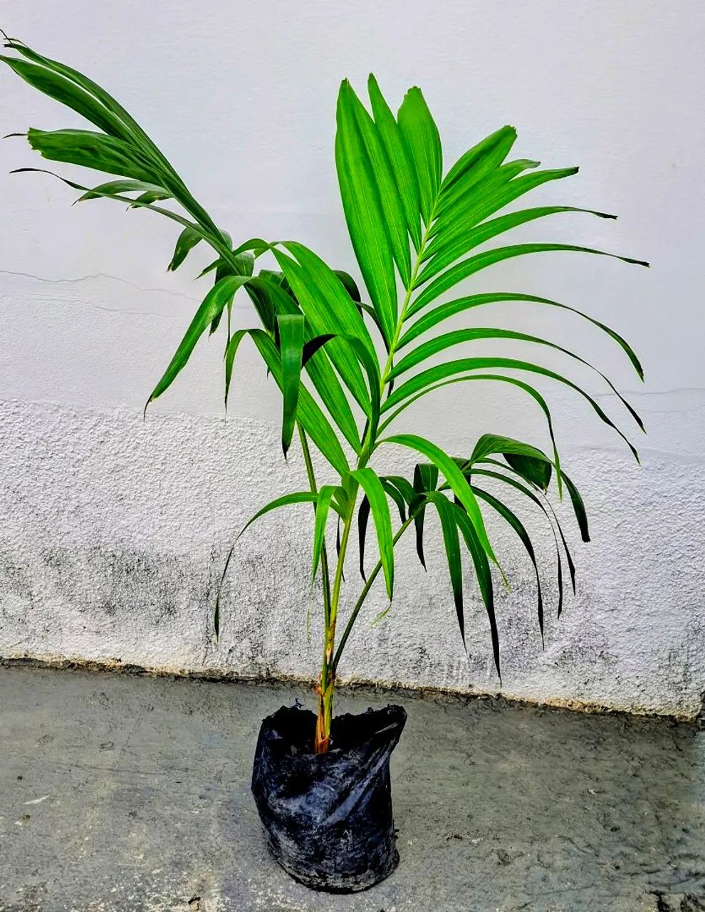 Vendo  - Foto 4