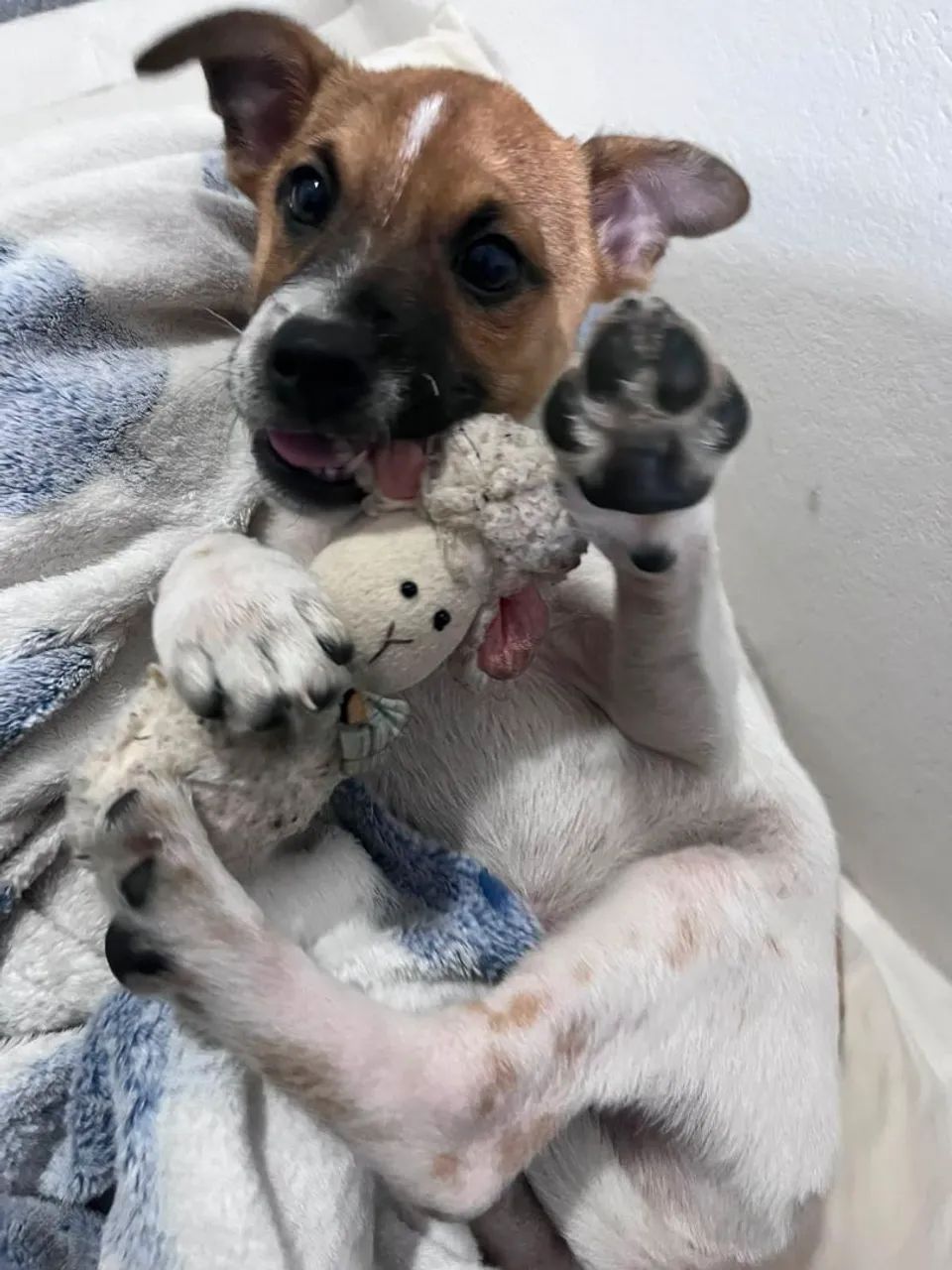 Doa-se cachorro