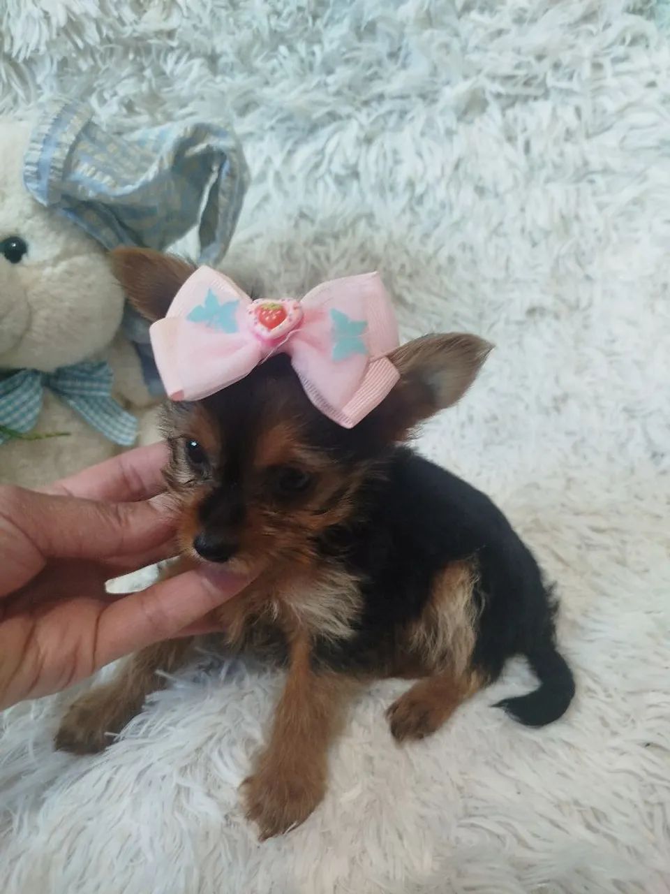fêmea de york micro com 2 meses - Foto 3