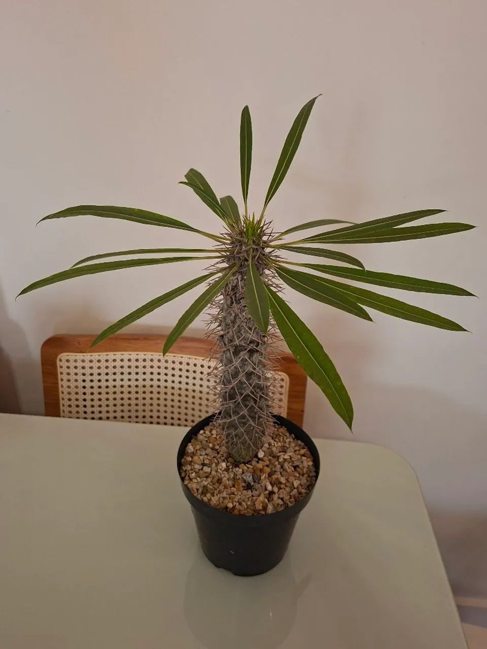 Palmeira lameri (palmeira de madagascar) 30cm - Foto 3