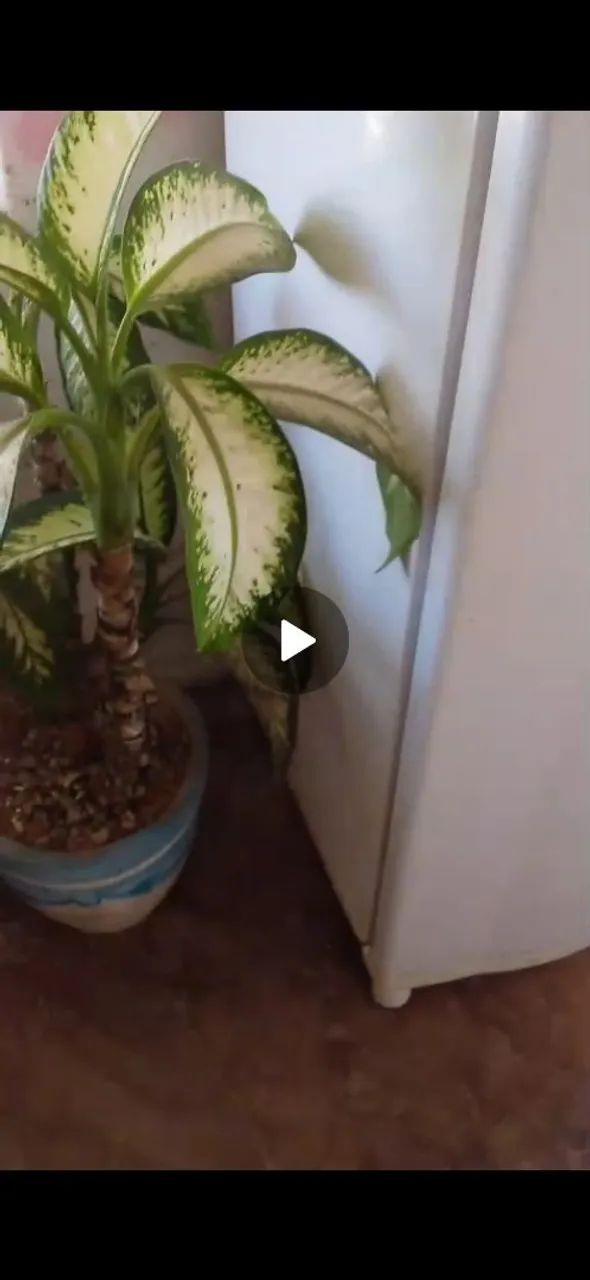 Vende se  em perfeito estado - Foto 3