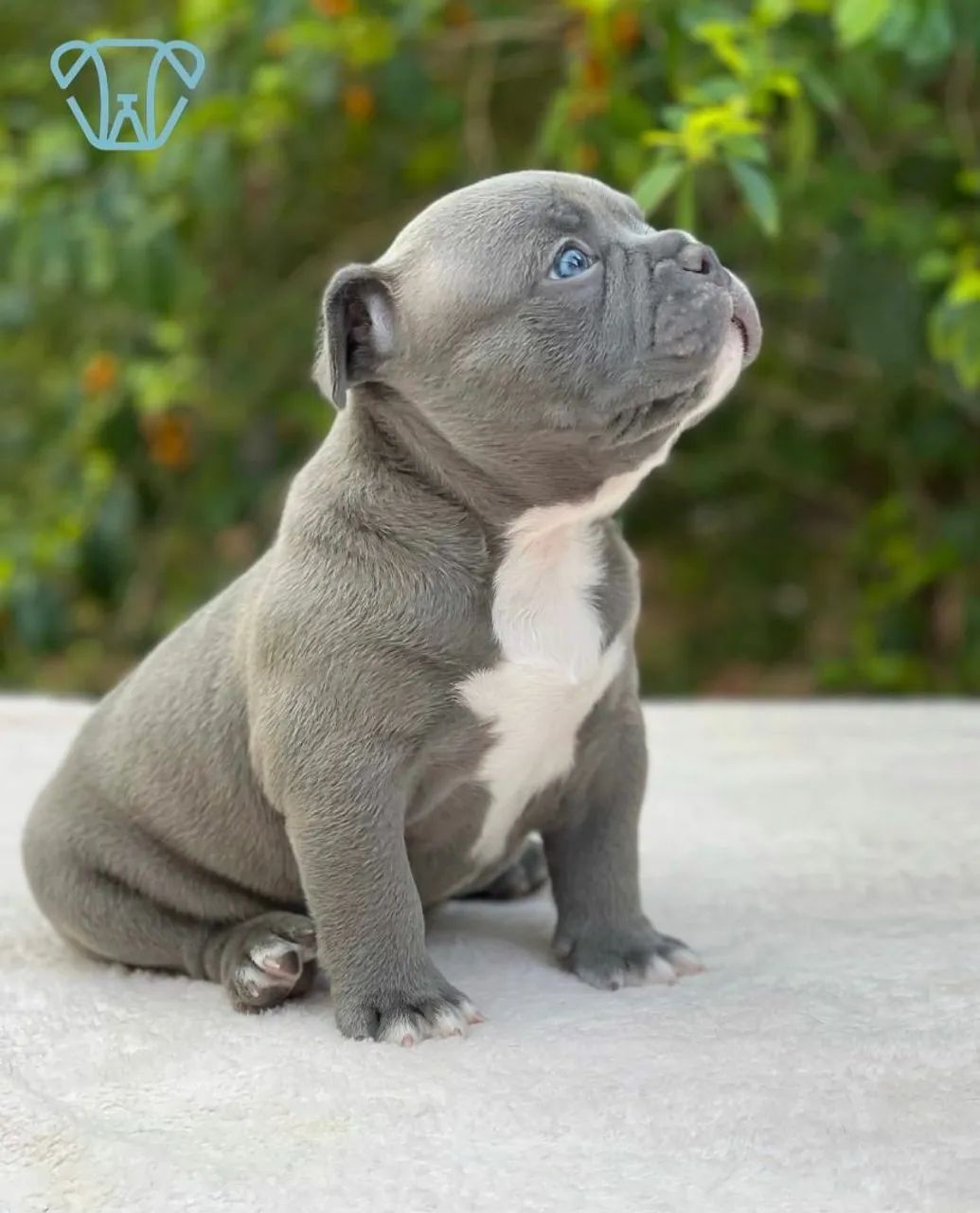 Filhote American Bully Blue