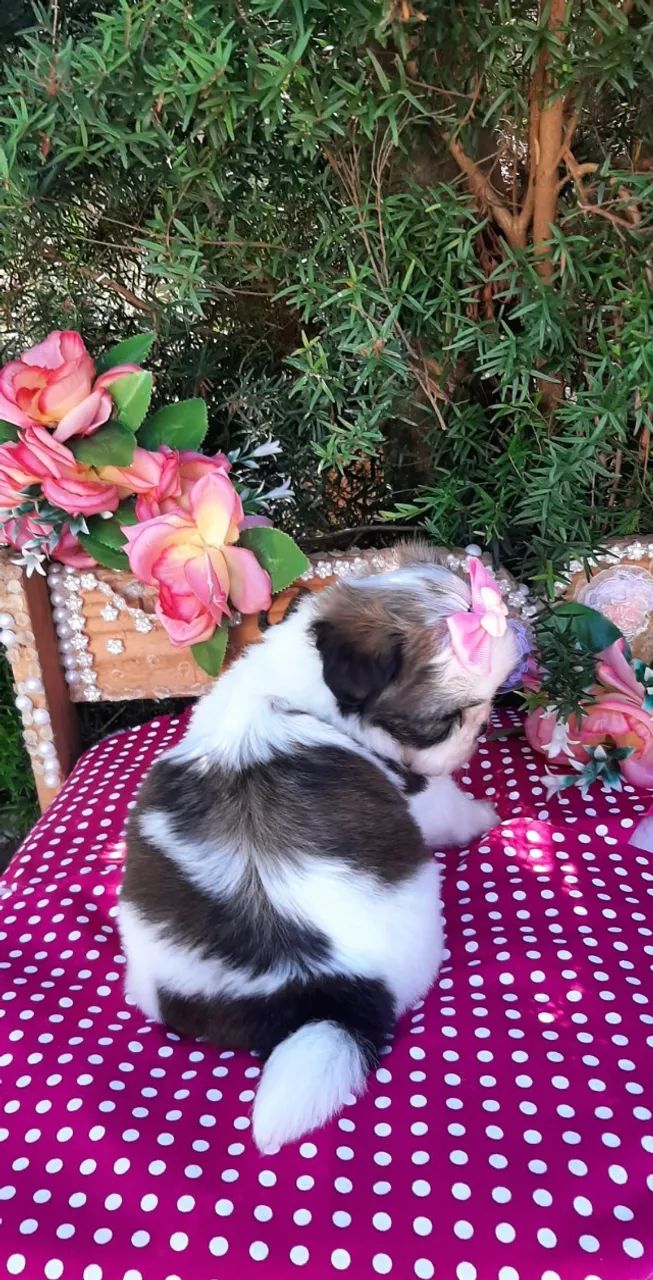 Princesa Shih-tzu  - Foto 4