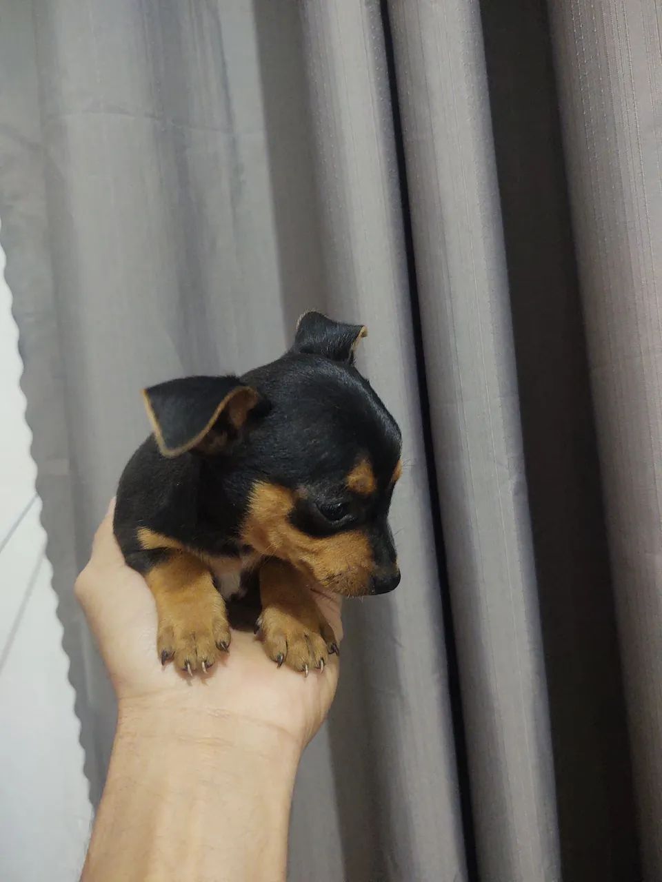 Pinscher macho  - Foto 4
