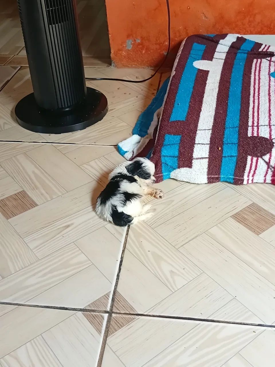 Cachorros shistsu  - Foto 3