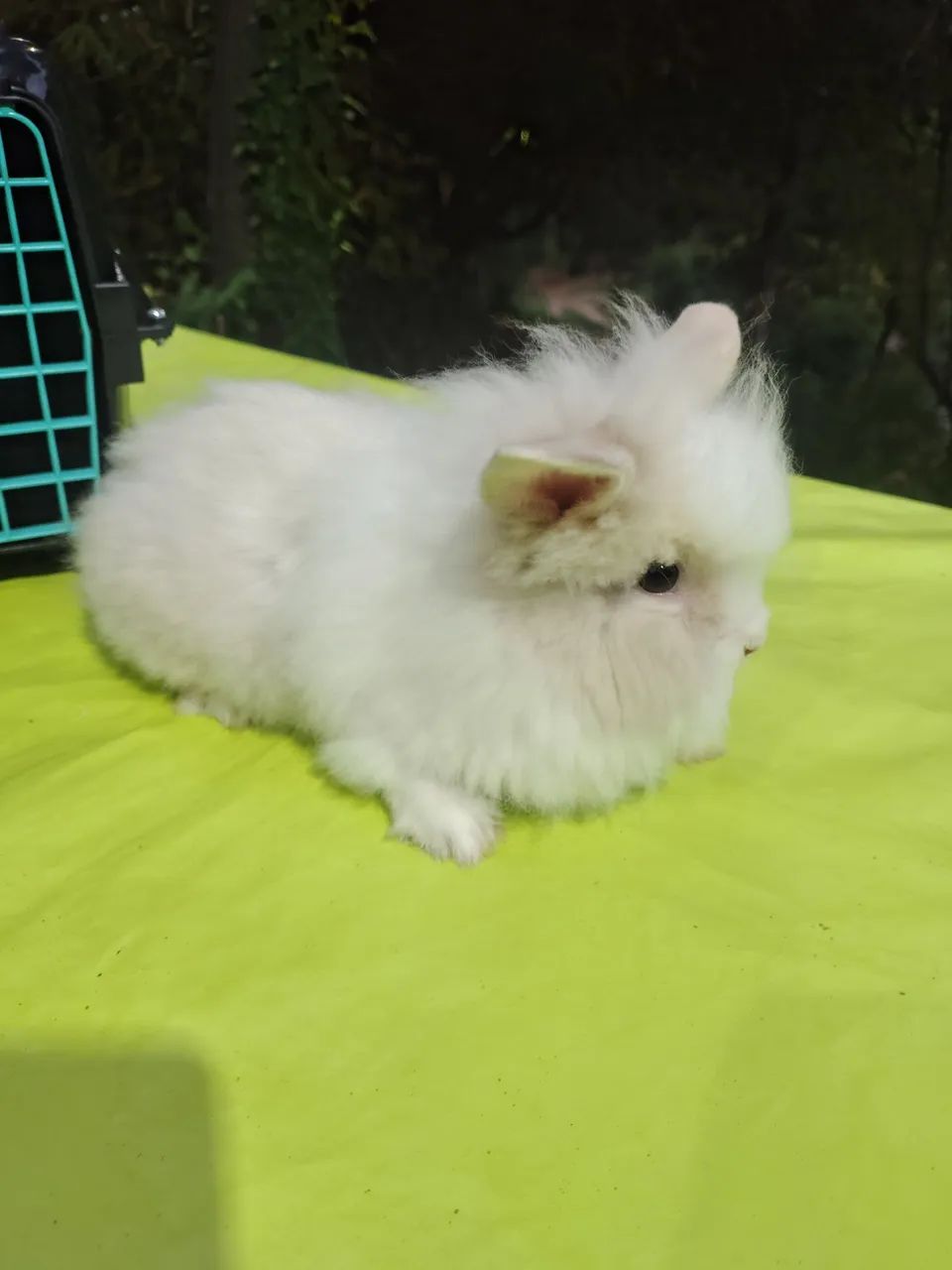 Coelhos  - Foto 2