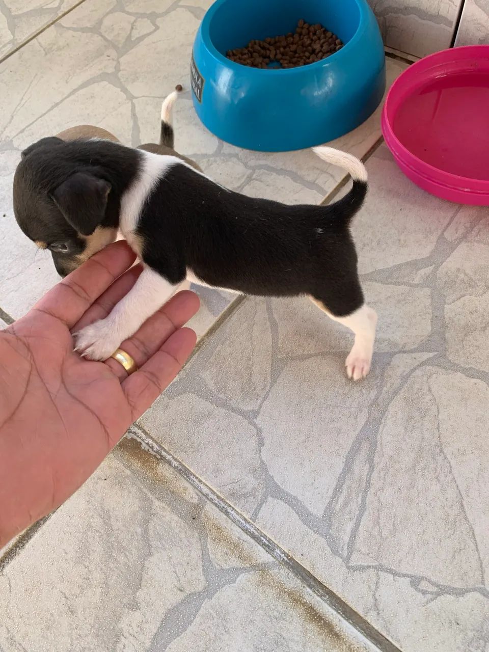 Pinscher 01 - Foto 3