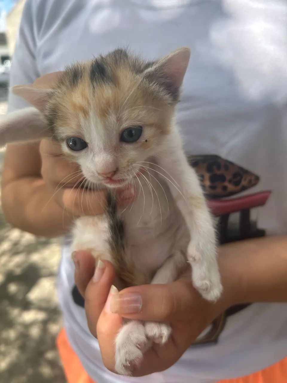 Gatinhas para doação  - Foto 2