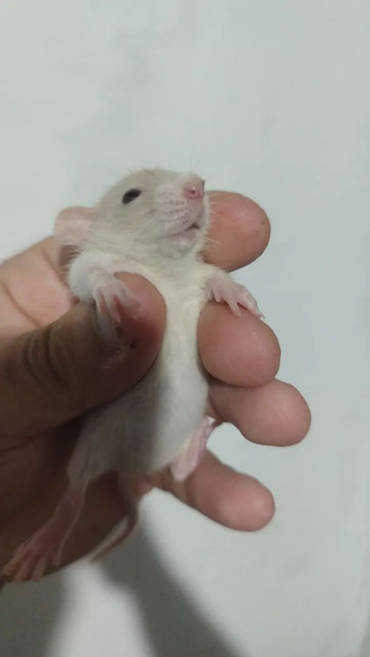 Twisters Pet e Biotério