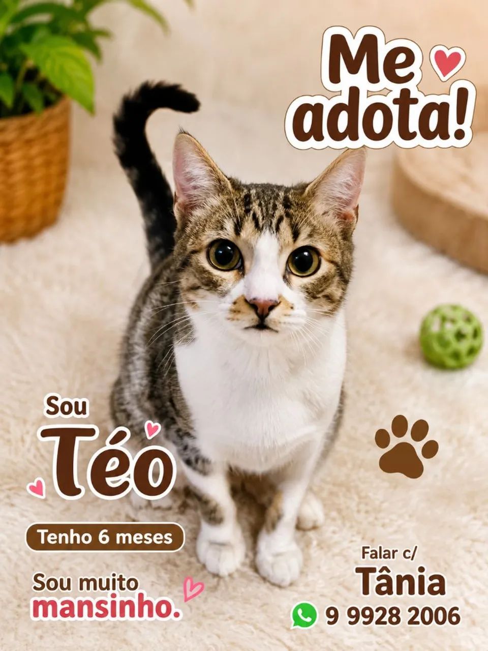 LINDOS E MANSINHOS - Foto 4