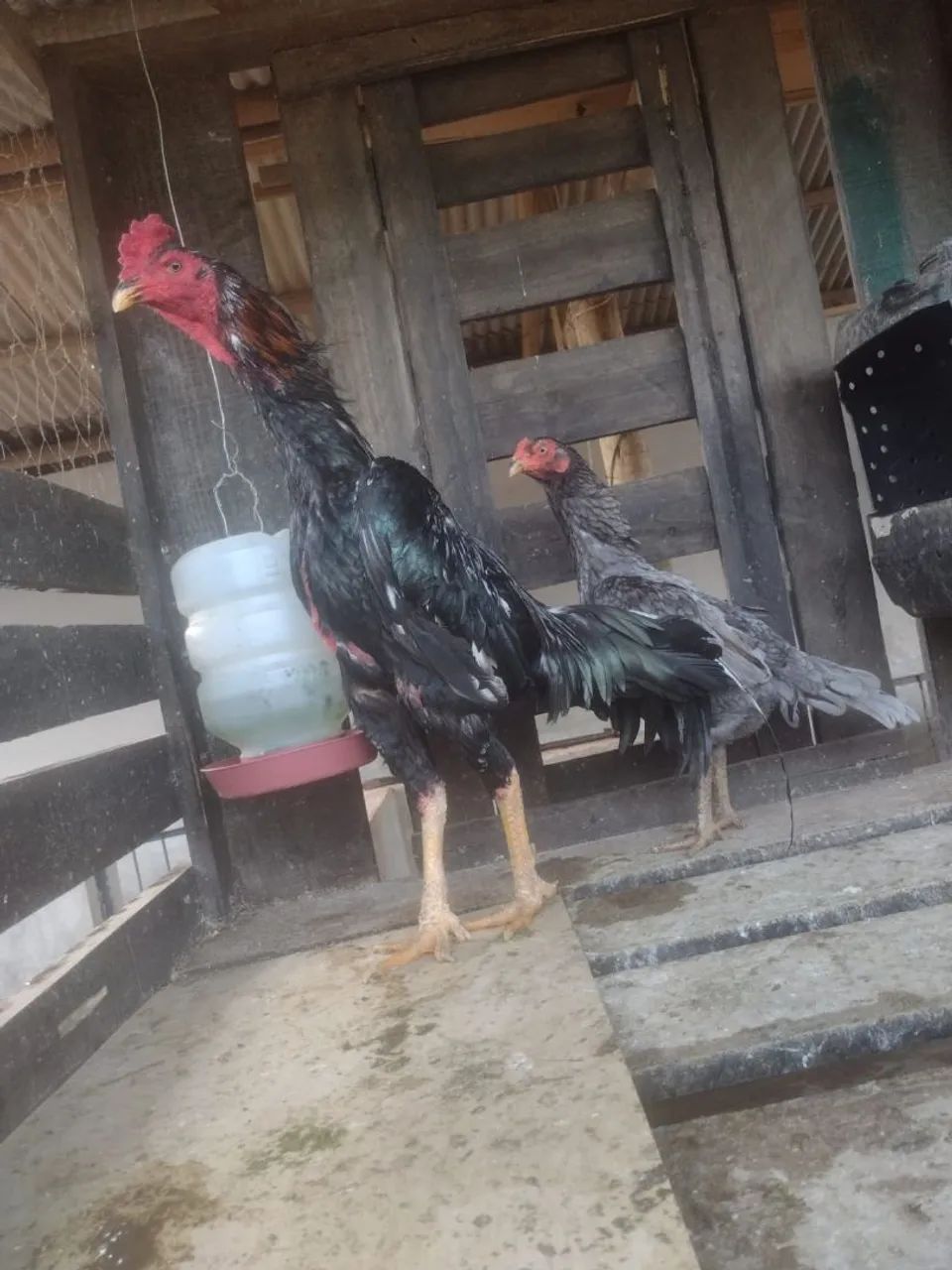 Casal de índio costeiro  - Foto 2