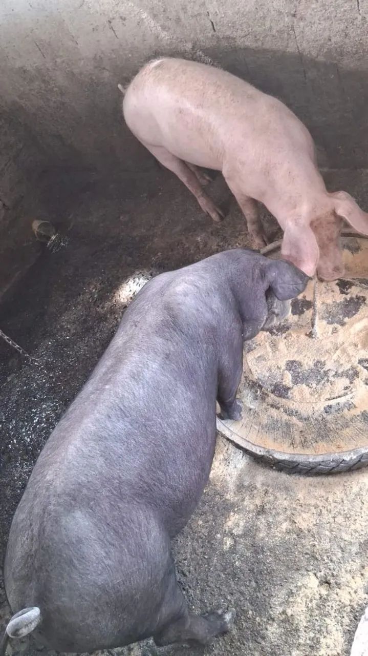 Porcos