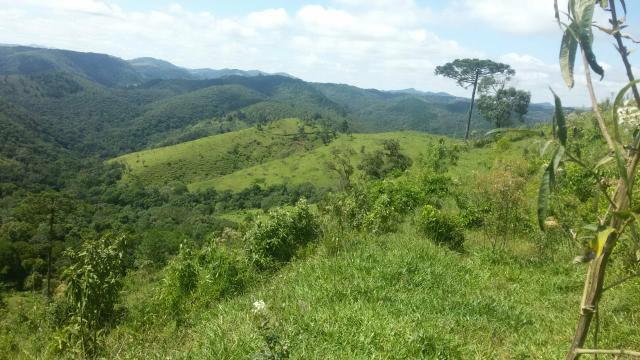 Fazenda pasto formado - Foto 11