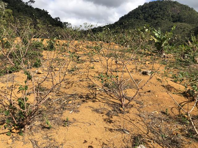Grande oportunidade em Santa Teresa a 1,5km do asfalto - Foto 3