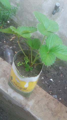 Mudas de Morango Organico - Foto 2