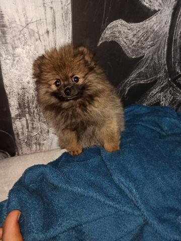 Ursinho laranja minúsculo de Lulu da Pomerânia