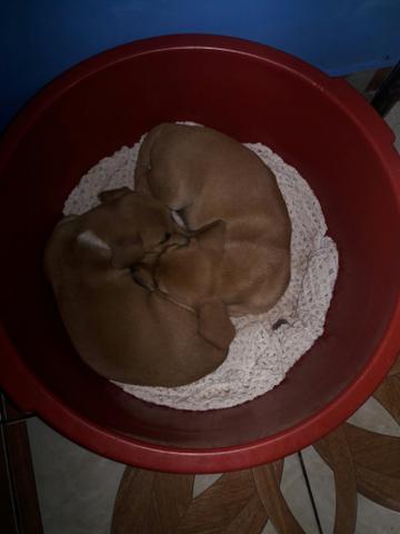 Doação de cachorro 3 filhotes