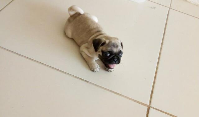Filhote de Pug fêmea