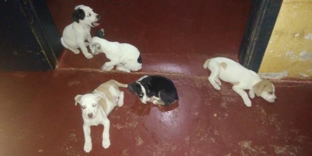 Vende-se seis cachorrinhos rua madressilva 3598 bairro conceição porto velho RO - Foto 4