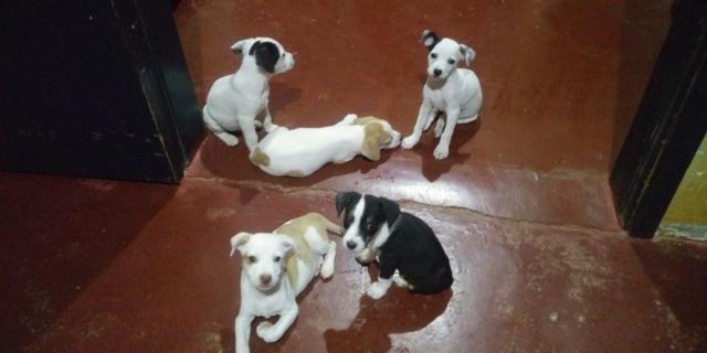Vende-se seis cachorrinhos rua madressilva 3598 bairro conceição porto velho RO - Foto 2