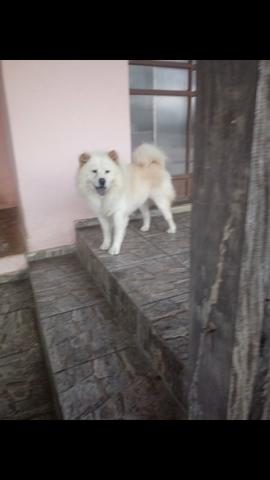 Chow chow