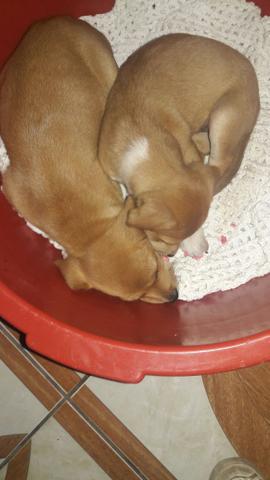 Doação de cachorro 3 filhotes - Foto 3
