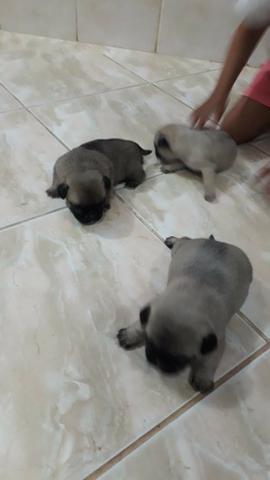 PUG Fêmea - Foto 4