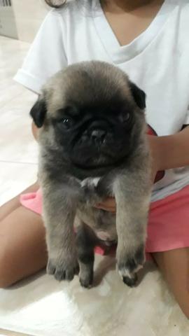 PUG Fêmea - Foto 5