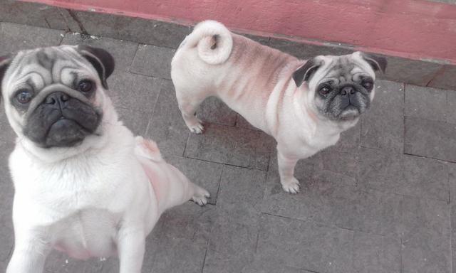PUG Fêmea