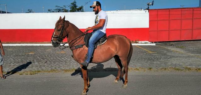 Cavalo Lazão Baixeiro. - Foto 3