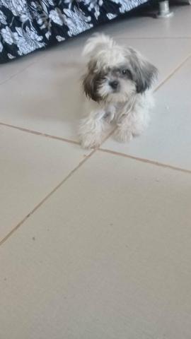 Shith Tzu - Foto 5