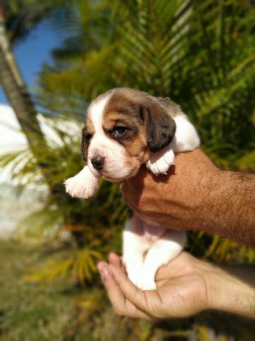 Beagle Filhotes, Ótima Linhagem - Foto 4