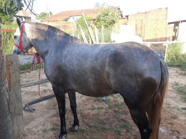 Equa mangalarga marchador - Foto 2