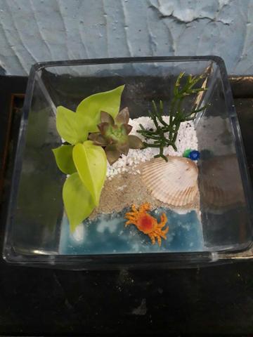 Plantas Terrário - Foto 3