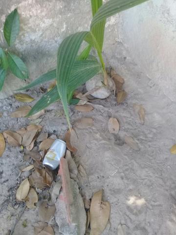 Pé de coqueiro