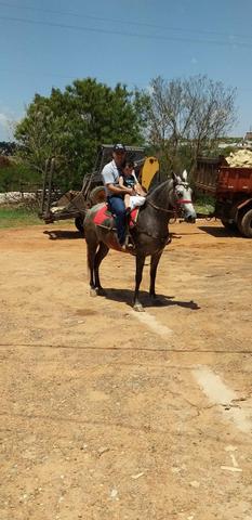 Equa mangalarga marchador