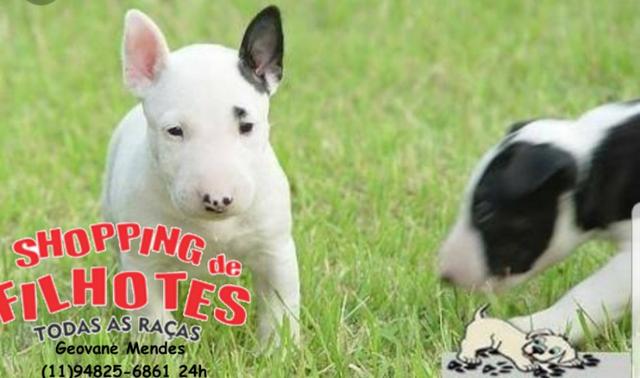 Bull Terrier Inglês, somos a unica rede com clinicas veterinarias, chamar what's - Foto 2
