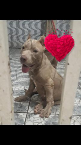 American pitbull - Foto 2