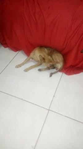 Cachorrinha 01
