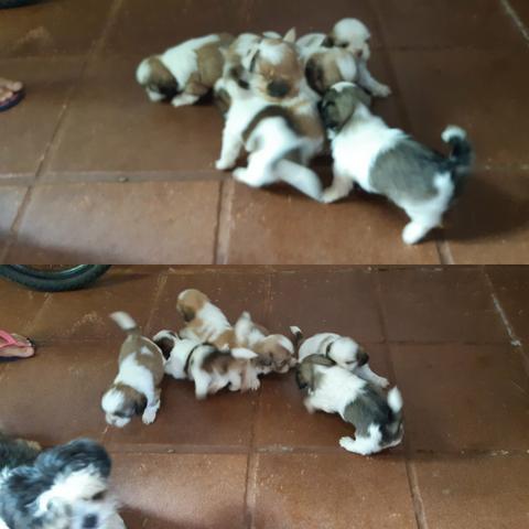 Vendo Filhotes de Shih Tzu - Foto 5
