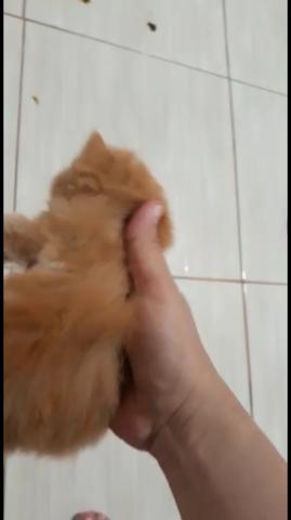 Gato persa filhote - Foto 2