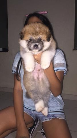 Filhotes de Akita - Foto 2