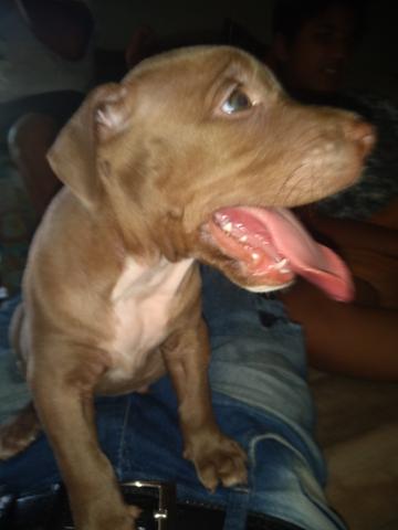 Pit monster - Foto 3