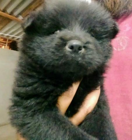 Chow-Chow