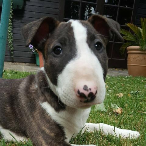 Bull Terrier Inglês pirata/fulvo/tricolor/white e black brindle, machos e fêmeas! - Foto 3