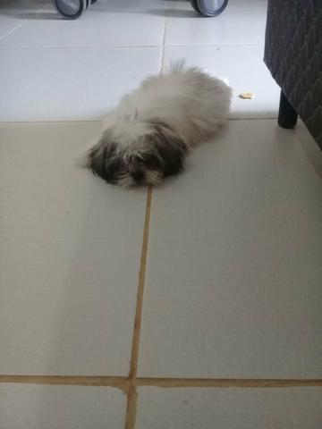 Shith Tzu - Foto 4