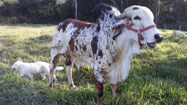 Vendo touro gir